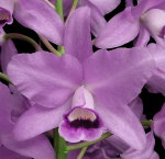 Орхидея Cattleya bowringiana v.coerulea (отцвела) 