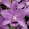 Орхидея Cattleya bowringiana v.coerulea (отцвела) 