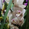 Орхидея Cymbidium, midi (отцвел)