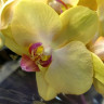 Орхидея Phalaenopsis, midi (отцвел, РЕАНИМАШКА)