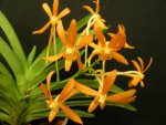 Орхидея  Ascofinetia Twinkle (еще не цвела)
