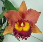 Орхидея Cattleya Jairak Summer (отцвела)