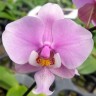Орхидея Phalaenopsis schilleriana Pink Butterfly (еще не цвёл)  