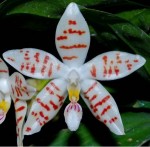 Орхидея Phalaenopsis zebrina 'palawan' (еще не цвел) 