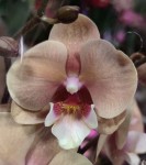 Орхидея Phalaenopsis Big Lip   