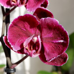 Орхидея Phalaenopsis Stone Rose (отцвел)