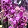 Орхидея Phalaenopsis Binti peloric