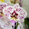 Орхидея Phalaenopsis Expressions, Big Lip 