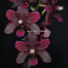Орхидея Phalaenopsis Black Bird, multiflora 