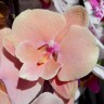 Орхидея Phalaenopsis Autumn Wind, Big Lip 