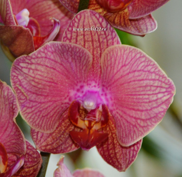 Орхидея Phalaenopsis Deedee (отцвел)