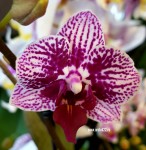 Орхидея Phalaenopsis, mini