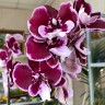 Орхидея Phalaenopsis Reyoung Edie, Big Lip   
