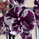 Орхидея Phalaenopsis Big Lip (отцвел, УЦЕНКА)