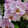 Орхидея Phalaenopsis Chanel, multiflora 