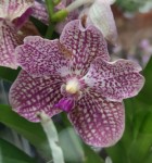 Орхидея Vanda (отцвела)