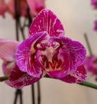 Орхидея Phalaenopsis Binti peloric (отцвел)