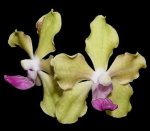 Орхидея Vanda tessellata yellow (еще не цвела)