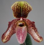 Орхидея Paph. bellatulum x chamberlainianum (еще не цвёл)