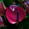 Anthurium Princess Amalia Purple (деленка без цветов)