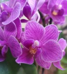 Орхидея Phalaenopsis Tynion, multiflora (отцвел, УЦЕНКА)