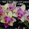 Орхидея Phalaenopsis I-Hsin Confetio '507' peloric (отцвел) 