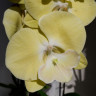 Орхидея Phalaenopsis Limoncello Big Lip 