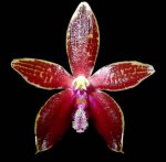 Орхидея Phalaenopsis corningiana (еще не цвёл)