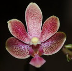 Орхидея Phalaenopsis Caribbean Sunset x minus (еще не цвёл)