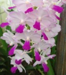Орхидея Vascostylis Janice Allison (отцвёл) 