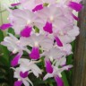 Орхидея Vascostylis Janice Allison (отцвёл) 
