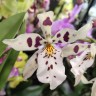 Орхидея Beallara 