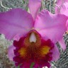 Орхидея Cattleya Laddawan Beauty (отцвела)    