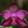 Орхидея Phalaenopsis Lea Maria Salazar (отцвел)  