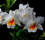 Орхидея Dendrobium Dawn Marie