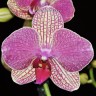 Орхидея Phalaenopsis Palermo 