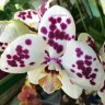 Орхидея Phalaenopsis Tango