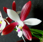 Орхидея Phalaenopsis tetraspis 'C1 ' (еще не цвёл)