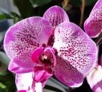 Орхидея Phalaenopsis Melody (отцвел)