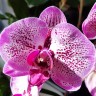 Орхидея Phalaenopsis Melody (отцвел)
