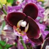 Орхидея Phalaenopsis (отцвел)      