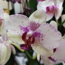 Орхидея Phalaenopsis (отцвёл)