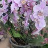 Орхидея Phalaenopsis Beaution, multiflora 