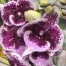 Орхидея Phalaenopsis Big Lip, midi