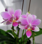 Орхидея Phalaenopsis equestris hybrid, multiflora (отцвел)