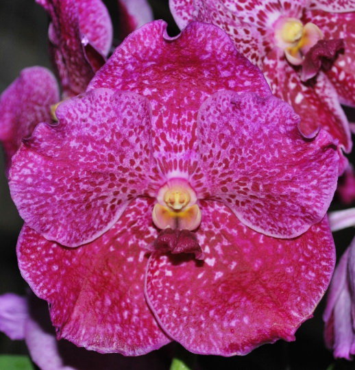 Орхидея Vanda Lumpini Red x V. Thong Chai (отцвела)