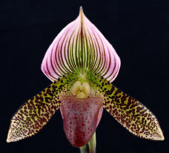 Орхидея Paph. sukhakulii x Paph. Maudiae coloratum (отцвёл)