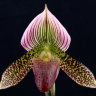 Орхидея Paph. sukhakulii x Paph. Maudiae coloratum (отцвёл)