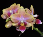 Орхидея  Phalaenopsis, multiflora