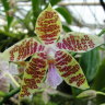 Орхидея  Phalaenopsis hieroglyphica Dark
